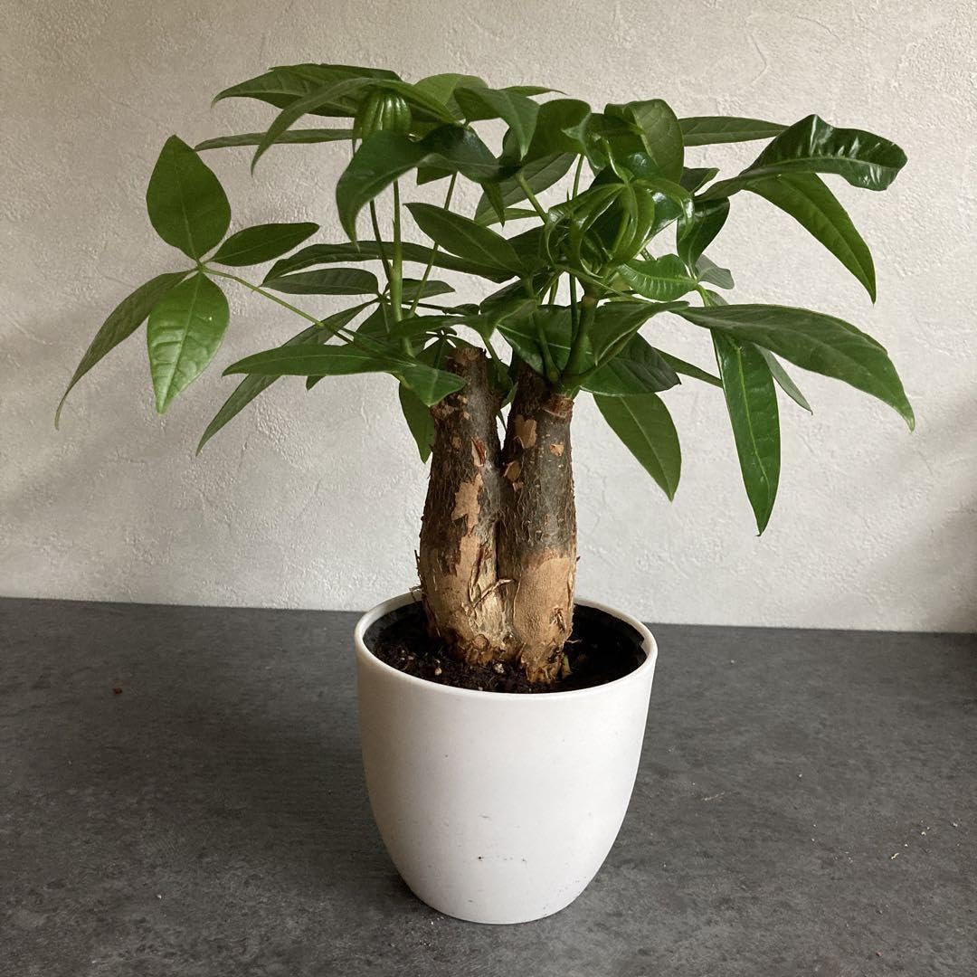 Amazon.co.jp: 双子 パキラ 観葉植物 限定 レア ポットごと発送